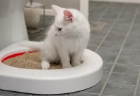 What cat litter is best: a choice of three alternatives