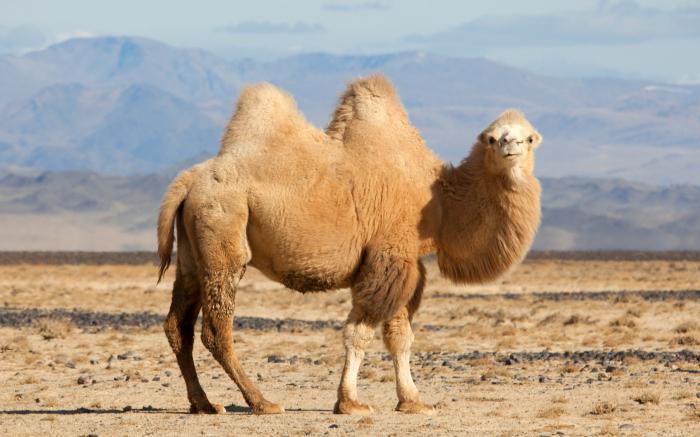 o mecanismo de ocorrência de dispositivos de camelo