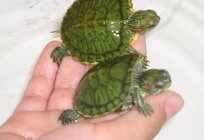 Als die Schildkröten füttern? Tipps für Anfänger