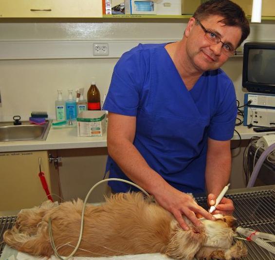 Veterinary clinic veterinarian Ivanovo