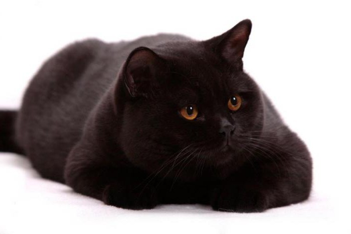 británica gato negro