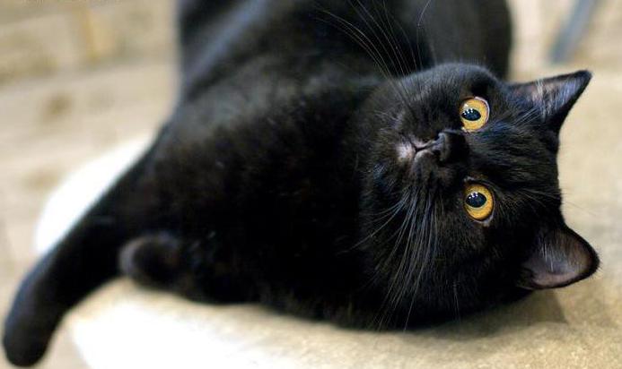 color Negro británicos gatos