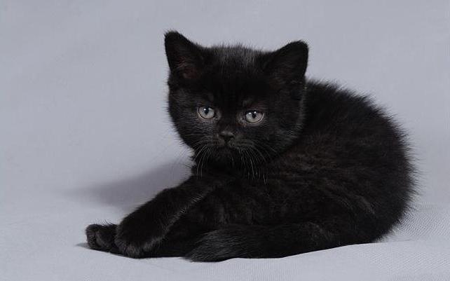 británicos gato negro
