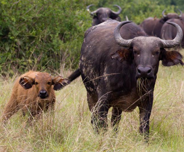 schwarze afrikanische Büffel
