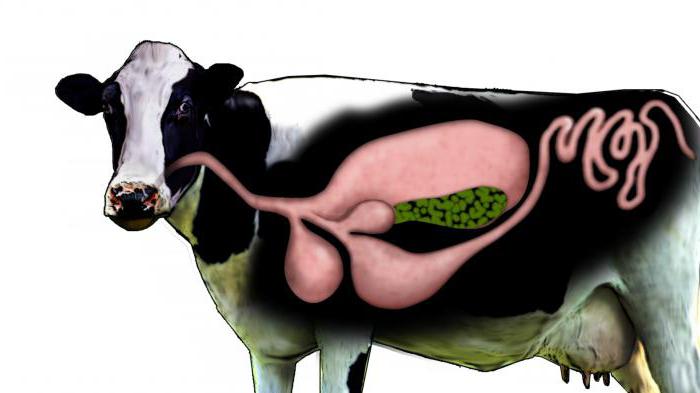 quantas divisões no estômago de uma vaca