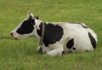 Скільки шлунків у корів: особливості травлення