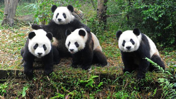 fatos interessantes sobre пандах