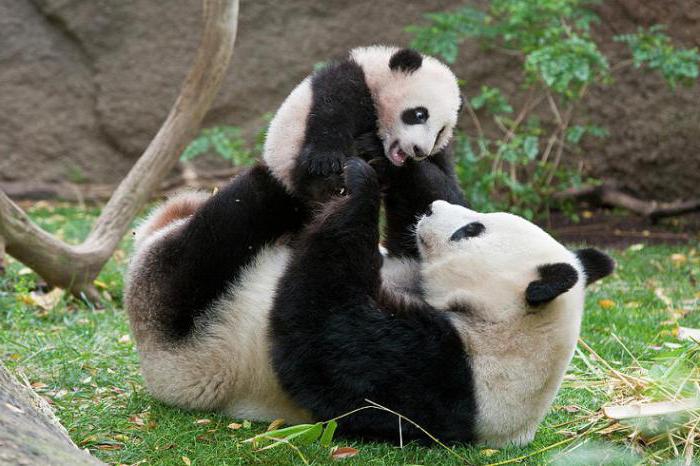 fatos interessantes sobre a panda