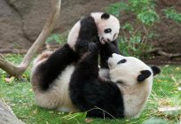 Fatos interessantes sobre пандах, que vai surpreender muitos