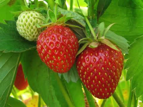 Wie man Erdbeeren Pflanzen im Frühjahr