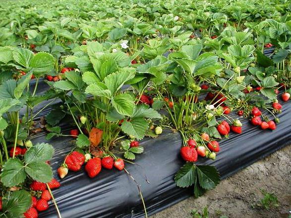 Wo Erdbeeren gepflanzt