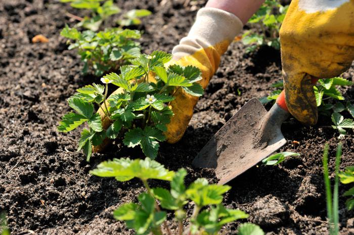 Jak sadzić truskawki: zdjęcia