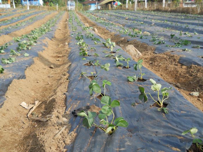 program sadzenia truskawek