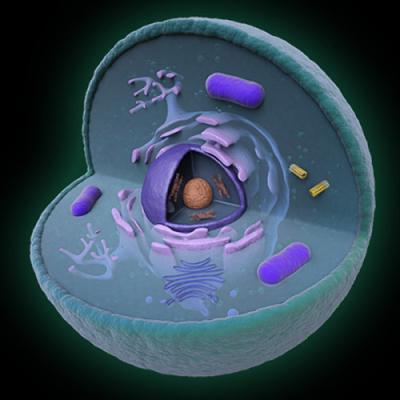  núcleo celular estrutura e funções