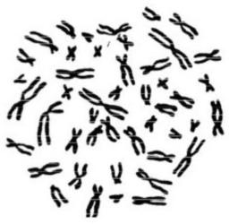 celular o núcleo do cromossoma