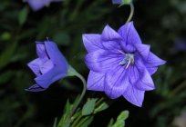 Platycodon. Planting and caring for the marvelous bell