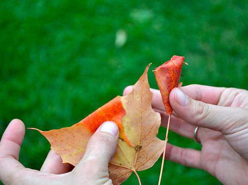 outono buquê de materiais de suas mãos