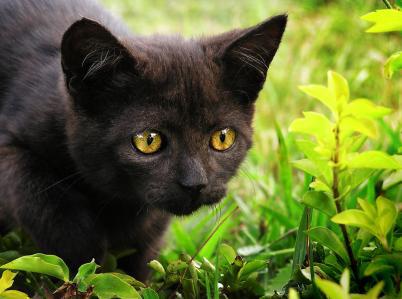 names for black cats