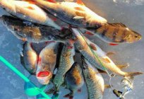 El invierno es la pesca en el Нягани: fotos y comentarios