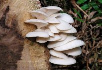 牡蛎的蘑菇在树桩：越来越多在家