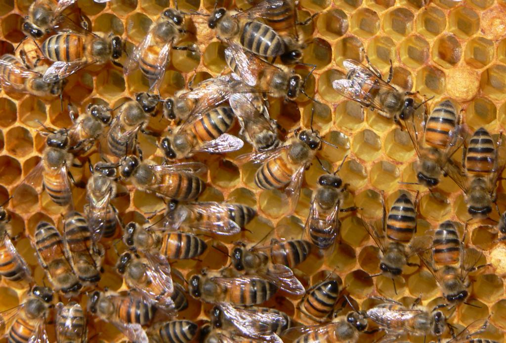 النحل يمكن أن يسبب حالة من الذعر