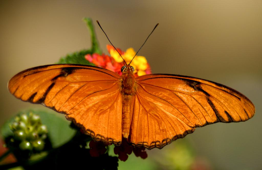 Schmetterling ist eins der Objekte von Phobien