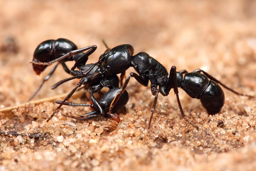 Formigas - fonte стаха