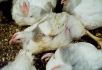 Common diseases of broilers and their treatment
