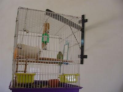 budgie maintenance and care