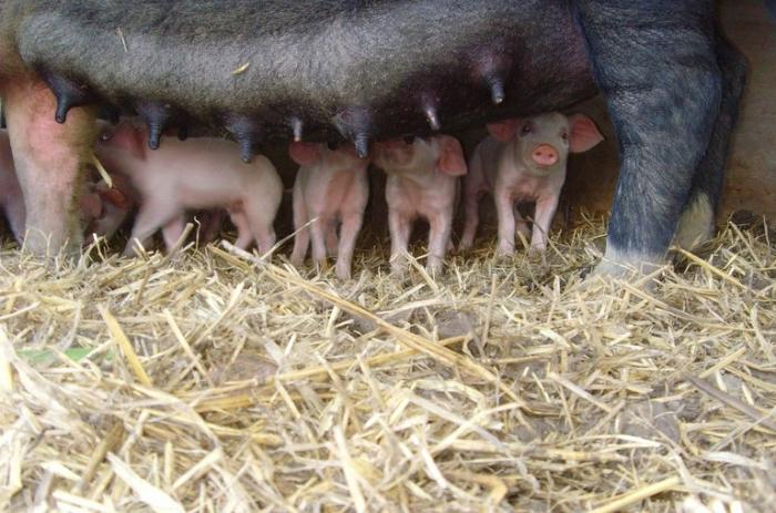 Розведення свиней