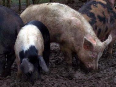 Розведення в'єтнамських свиней