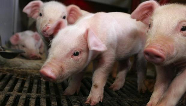 猪的养殖作为一个企业