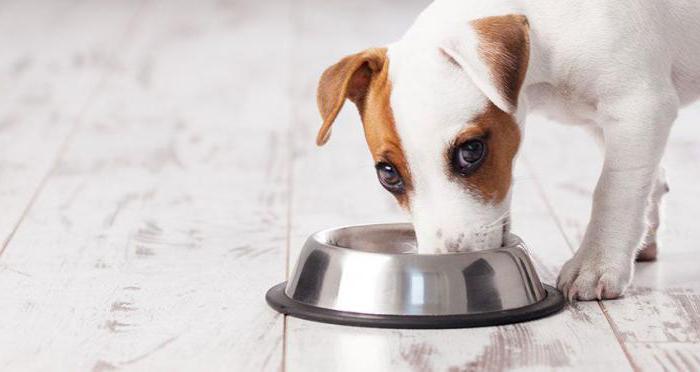 Trockenfutter für Hunde preiswert