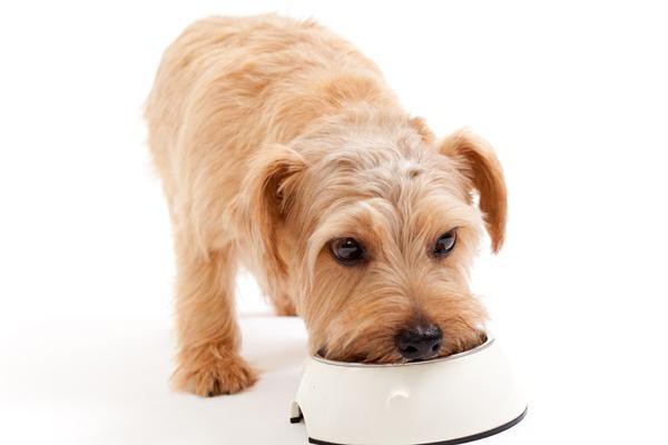 dry dog food inexpensive and high-quality