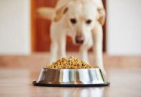Good and inexpensive food for dogs: description, manufacturers
