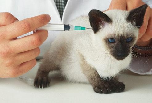 las vacunas gatitos de los precios