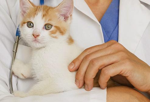 o que fazer se o gatinho vacinas