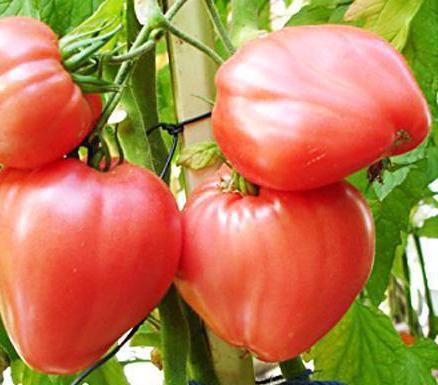 Tomate rosa Spam-Bewertungen