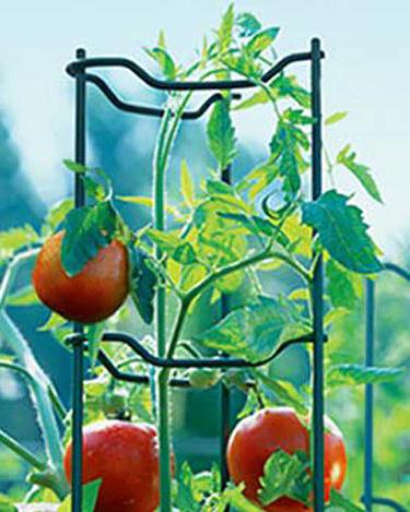 pembe domates spam fotoğraf