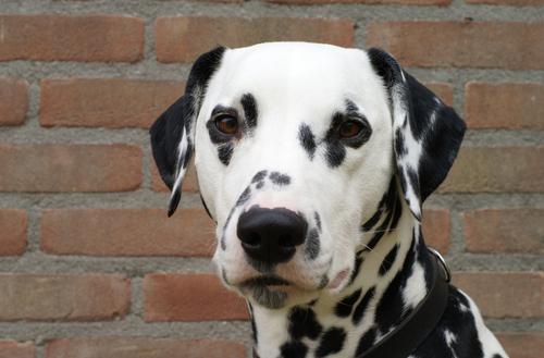 Dalmatian dog description of breed