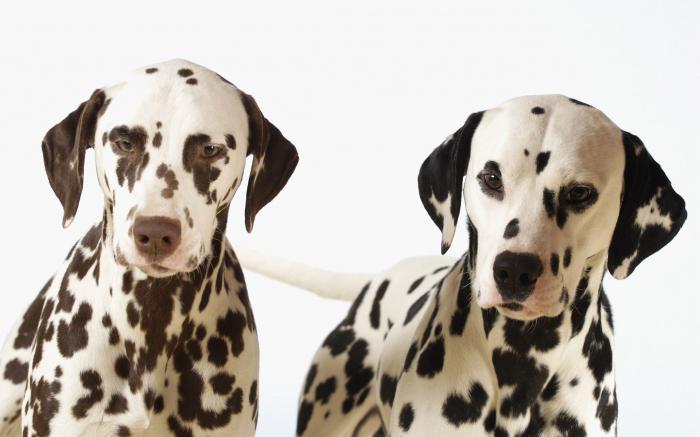 Dalmatian dog breed profile photo