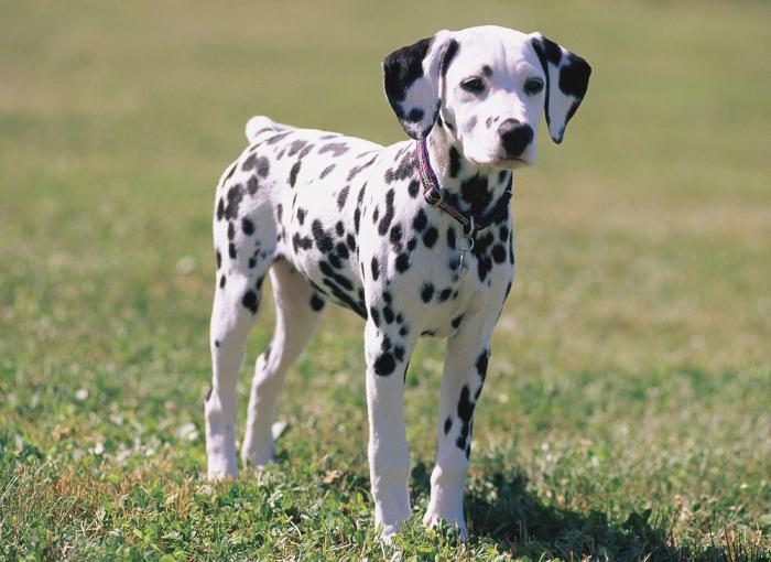 Dalmatian dog description of breed character