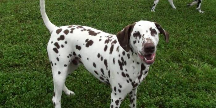 Dalmatian dog breed profile reviews