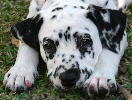 Dalmatian dog breed profile for children