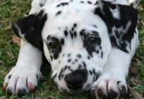 Dalmatians: description of the breed, character, reviews, photos