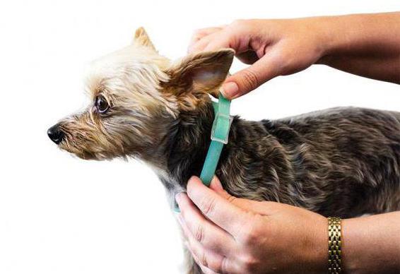 calming collar for dogs