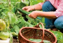Cómo cultivar pepinos en invernadero