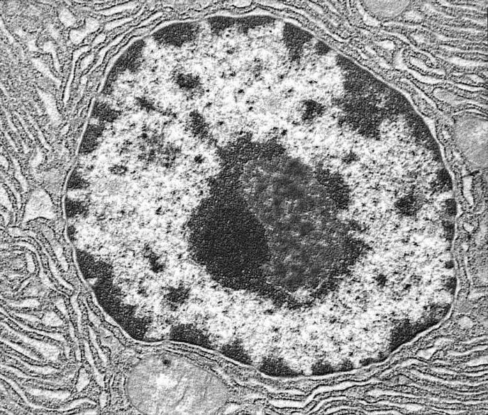 Struktur und Funktion den Lysosomen der Zelle