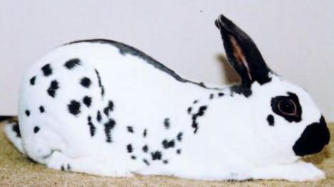 content of decorative rabbits