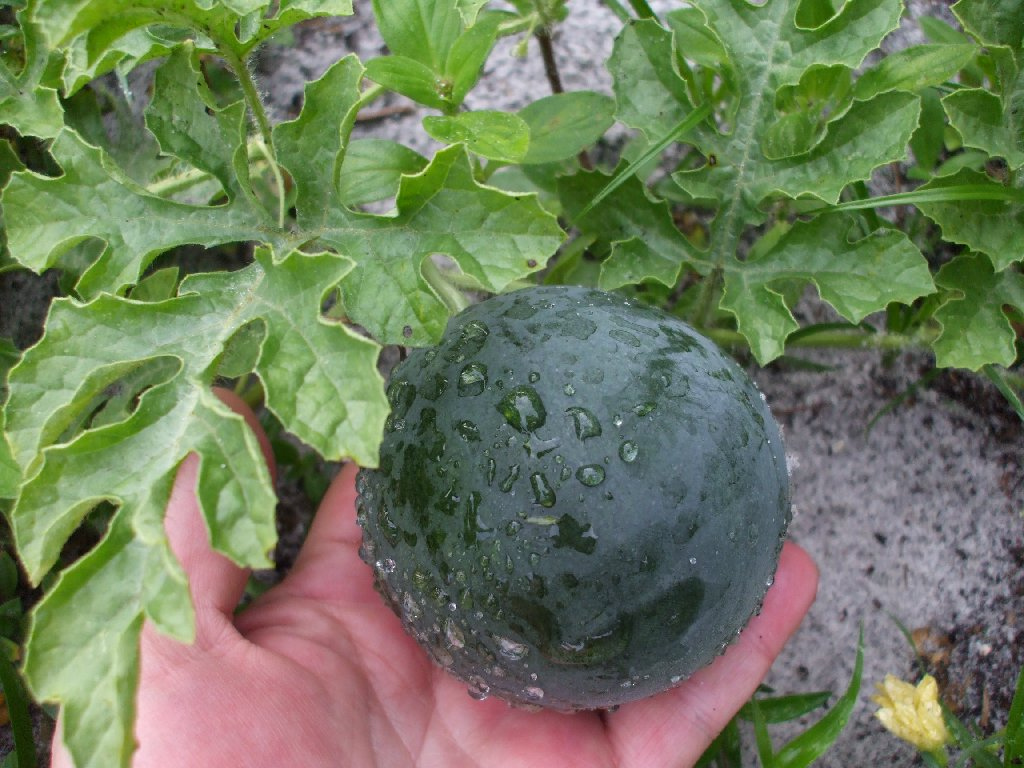 melons growing in the open field